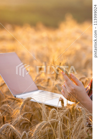 Woman farmer working with laptop on wheat field. Smart farming and digital agriculture Woman farmer working with laptop on wheat field. Smart farming and digital agriculture 113999024