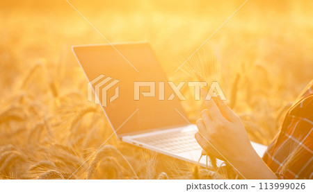 Woman farmer working with laptop on wheat field. Smart farming and digital agriculture Woman farmer working with laptop on wheat field. Smart farming and digital agriculture 113999026