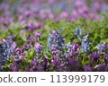 Field of Corydalis ambigua and Dogtooth Violets 113999179