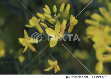 [April] Black cabbage flowers. Photographed in a home garden (Yamato City, Kanagawa Prefecture) 113999248