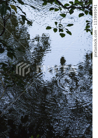 鳥取縣北院公園池塘上的雨滴和漣漪 鳥取縣北院公園池塘上的雨滴和漣漪 113999341