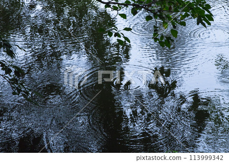 鳥取縣北院公園池塘上的雨滴和漣漪 鳥取縣北院公園池塘上的雨滴和漣漪 113999342