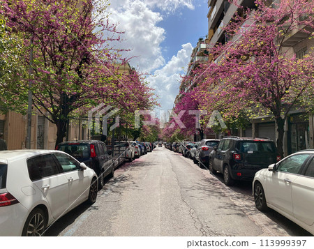 Rome street with parked cars and flowering trees Rome street with parked cars and flowering trees 113999397