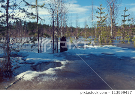 melting snow in forest in early spring 113999457