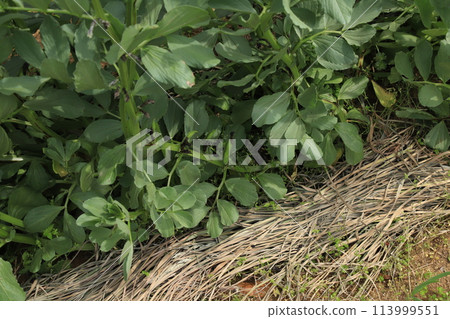 【4月】蠶豆 拍攝地點：Home Garden（神奈川縣大和市） 113999551