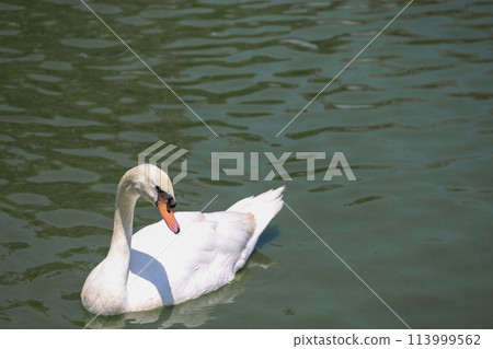 Close up White swan is cute in river 113999562
