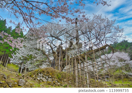 The cherry tree of Tarumi 113999735