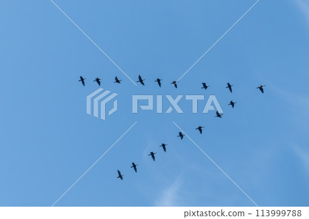 A formation of birds flying in a V shape against the blue sky A formation of birds flying in a V shape against the blue sky 113999788
