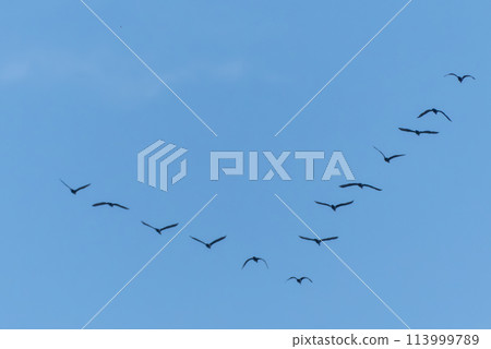 A formation of birds flying in a V shape against the blue sky A formation of birds flying in a V shape against the blue sky 113999789