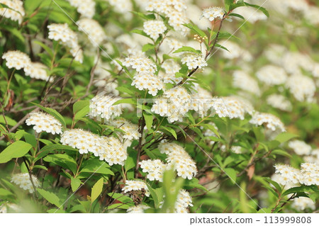春天盛開的 Kodemari 白色花朵 113999808