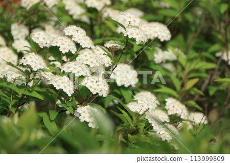 春天盛開的 Kodemari 白色花朵 113999809