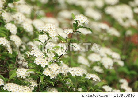 春天盛開的 Kodemari 白色花朵 春天盛開的 Kodemari 白色花朵 113999810