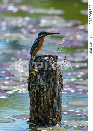翠鳥瞄準獵物 翠鳥瞄準獵物 113999845