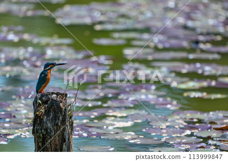 翠鳥瞄準池塘裡的魚 翠鳥瞄準池塘裡的魚 113999847