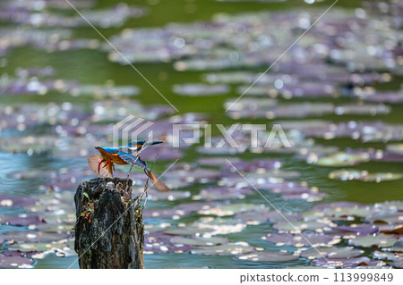 Kingfisher heading for prey Kingfisher heading for prey 113999849