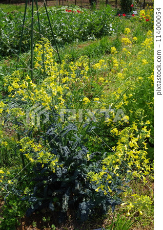【4月】黑甘藍盛開 拍攝地點:自家花園(神奈川縣大和市) 【4月】黑甘藍盛開 拍攝地點:自家花園(神奈川縣大和市) 114000054