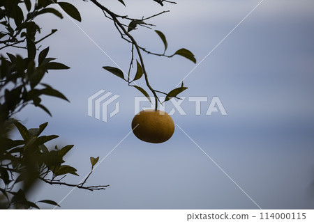 Mikan becoming a tree 114000115