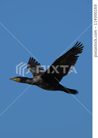 Flapping cormorant Flapping cormorant 114000169