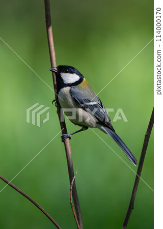 大山雀 大山雀 114000170
