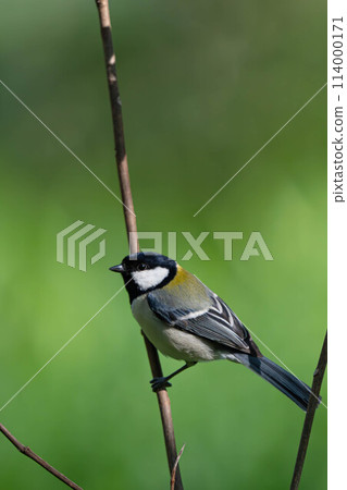 大山雀住在樹枝上 114000171