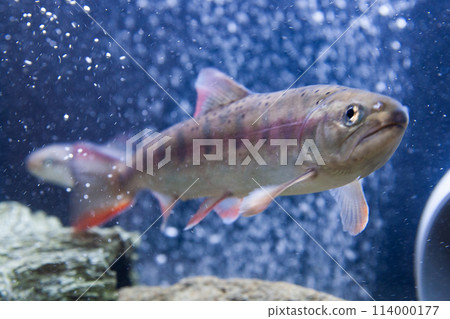 鱒魚 鱒魚 114000177
