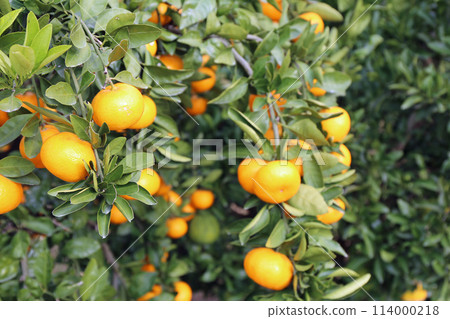 柑橘田裡的柑橘果實 114000218