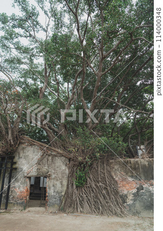 Ruins and trees 114000348