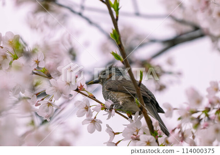 Cherry blossom 114000375