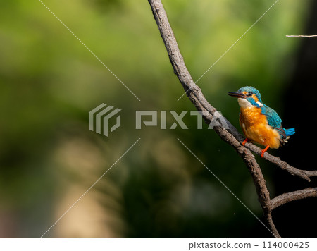 Kingfisher perched on a tree branch, copy space Kingfisher perched on a tree branch, copy space 114000425
