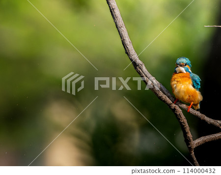 Kingfisher perched on a tree branch, copy space 114000432