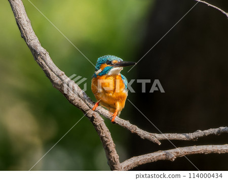 A kingfisher that sticks to a tree branch 114000434