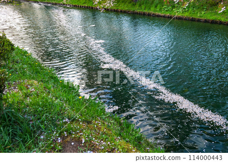 A pink carpet of flower rafts in the moat of Hirosaki Park in Hirosaki City, Aomori Prefecture 114000443