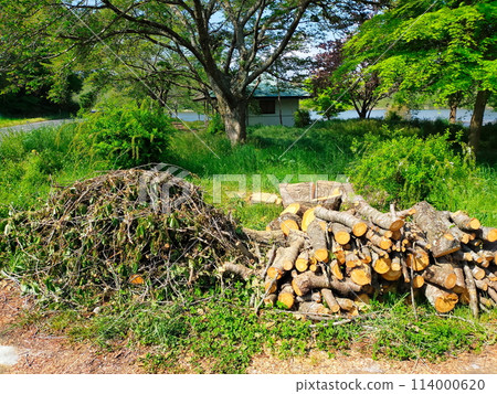 A large cherry tree that was cut down A large cherry tree that was cut down 114000620
