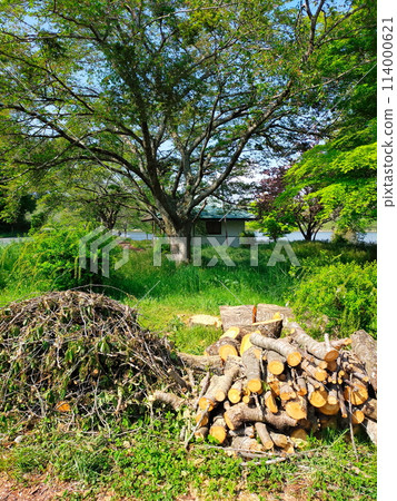 被砍倒的大櫻花樹 被砍倒的大櫻花樹 114000621