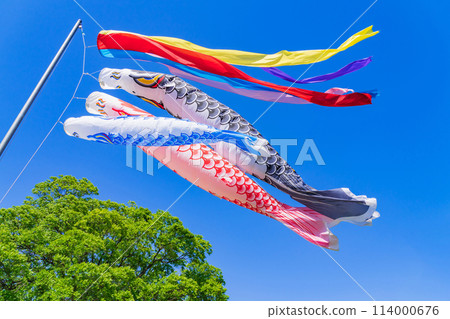 Koinobori/May image Koinobori/May image 114000676