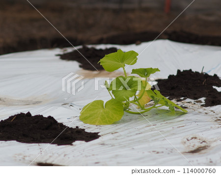Pumpkin seedlings Pumpkin seedlings 114000760