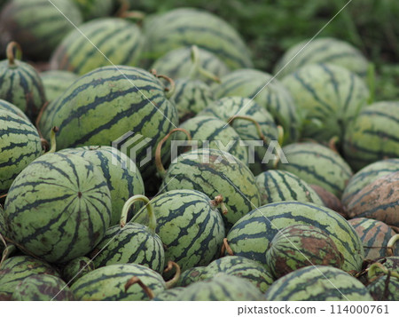harvested watermelon 114000761