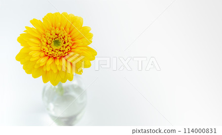 卡在玻璃瓶裡的花，黃色非洲菊，春/夏 114000831