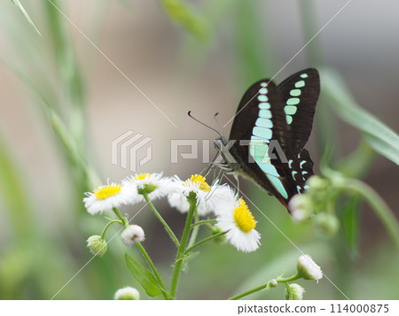 A bluebottle butterfly perching on a halcyon flower 114000875