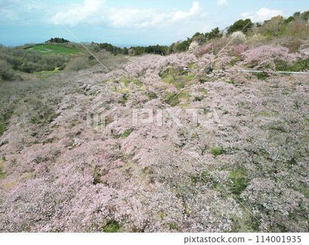 Aerial view of Mount Kagobo with cherry blossoms in full bloom Aerial view of Mount Kagobo with cherry blossoms in full bloom 114001935