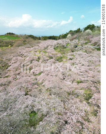 鳥瞰櫻花盛開的籠子山 鳥瞰櫻花盛開的籠子山 114001938