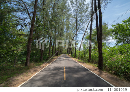 Tree tunnel in rubber plantation, Thailand. Way through garden park in summer season. Nature landscape background 114001939