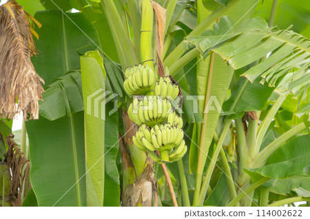 Banana on tree. Nature food in garden farm. Fruit. 114002622