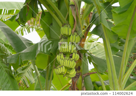 Banana on tree. Nature food in garden farm. Fruit. 114002624