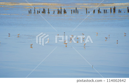 Bird standing on river or lake. Animals 114002642