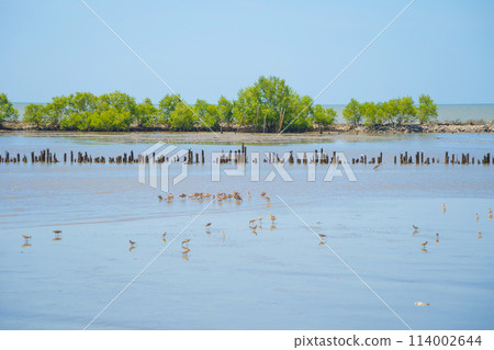 Bird standing on river or lake. Animals 114002644