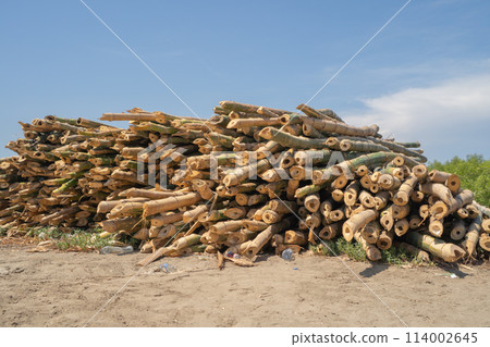 Bamboo poles log wood. Trunk. Nature 114002645