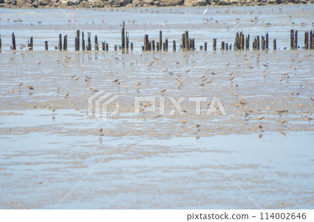 Bird standing on river or lake. Animals 114002646