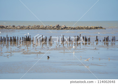 Bird standing on river or lake. Animals 114002648