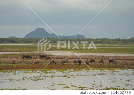Thai Buffalo eating dry grass in a farm field. Animals in agriculture. 114002779